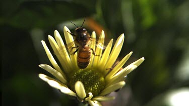 Slomo. Medium Shot. Honey bee pollinates yellow daisy flower.
