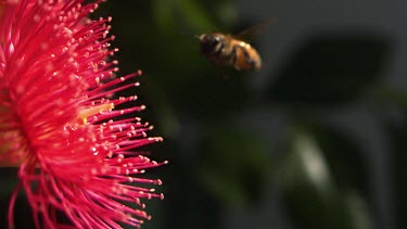 Slomo. Medium Shot. Honey bee hovering in front of red flower.