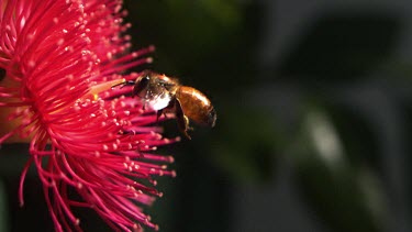Slomo. Medium Close Up. Honey bee hovering in front of red flower.