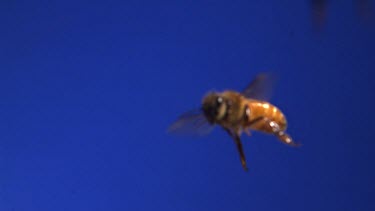 Medium Shot One Honey bee flying against blue screen. See wings moving