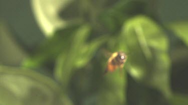 Slomo. Medium Shot. One Honey bee flying towards camera. Coming into focus, background green foliage soft focus.