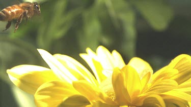Medium Shot Honey bee landing on yellow daisy flower