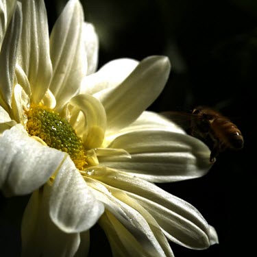 Medium shot one honey bee approaches white and yellow daisy flower.