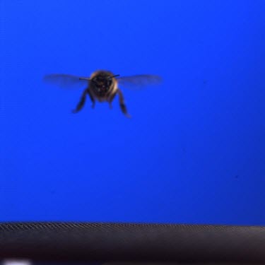 Medium Shot One Honey bee flying against blue screen towards camera. See wings moving