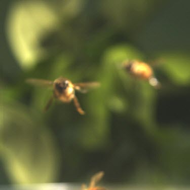 Slomo. Medium Shot. Two Honey bees flying towards camera. Coming into focus, background green foliage soft focus.