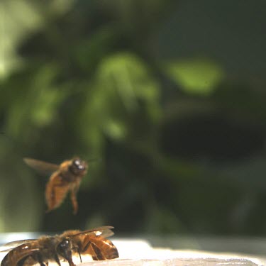 Honey Bee coming in to land, hovering.