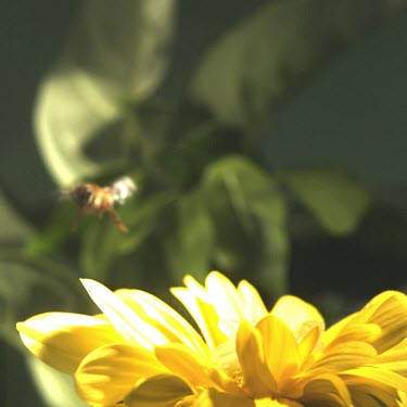 Honey Bee flying towards yellow flower, yellow flower in foreground in sharp focus.