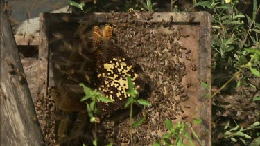 Bees on hive, see honeycomb, honey, wax. Large group of many Bees swarming. Asian Honey bee