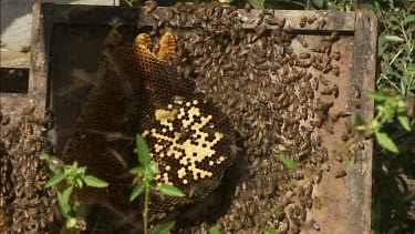 bees in hive. Looking for honey. Asian Honey bee