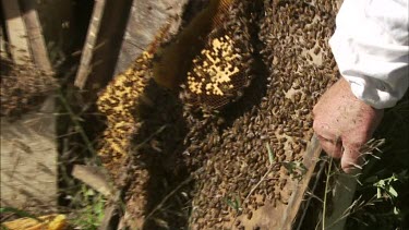 Beekeeper lifts honeycomb. Bee larvae in the honeycomb. Asian Honey bee