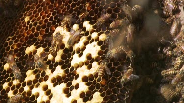 Close up bees swarming on honeycomb. Asian Honey bee