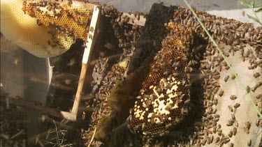 Bees swarming on honeycomb. Asian Honey bee