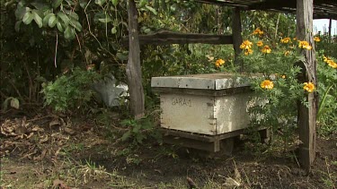 Commercial bee hive. Asian Honey bee
