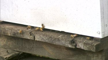 Bees flying into and out of hive. Asian Honey bee