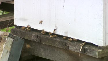 Bees flying into and out of hive. Asian Honey bee . Camera in shot. Don?t use