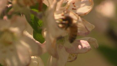 Bee pollinates apple blossom. Pollen sac on legs