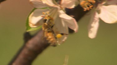 Bee pollinates apple blossom. Pollen sac on legs