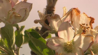 Bee pollinates apple blossom.