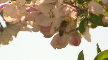 Bee pollinates apple blossom.