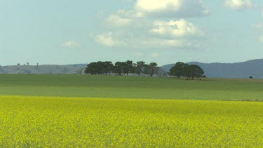 Field of yellow canola rapeseed flowers