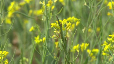bee pollinates yellow canola rapeseed flowers,  stalks blowing in the wind.