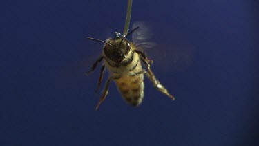 Medium Close Up Shot Honey bee flying against blue screen. See wings moving