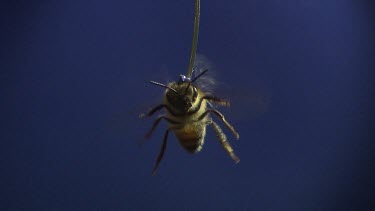 Medium Shot Honey bee flying against blue screen. See wings moving