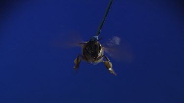 Medium Shot Honey bee flying against blue screen. See wings moving. Pollen sacs on legs.