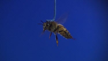 Side on shot. Medium Shot Honey bee flying against blue screen. See wings moving. Pollen sacs on legs.