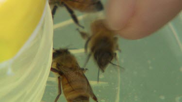 Experiments with bees. Touching bees.