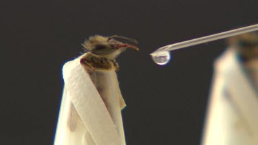 Experiments with bees. Hand feeding bee drop of sugar water.