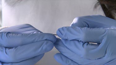 Bee brain disection. Experiments with bees. Scientist removes bees brain from it body and places it in petrie dish to examine under microscope. Scientist wears thick blue gloves to keep sterile.