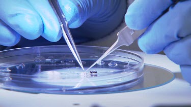 Bee brain disection. Experiments with bees. Scientist removes bees brain from it body and places it in petrie dish to examine under microscope. Scientist wears thick blue gloves to keep sterile. Pan u...
