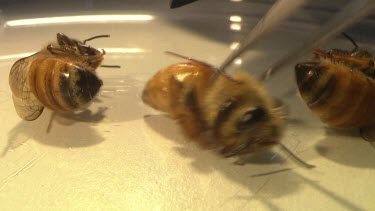 Bee disection in petrie dish