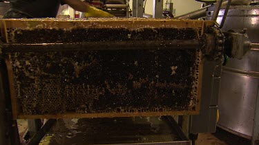 Honey factory. Honey comb and machine extracting honey from comb. Factory workers.