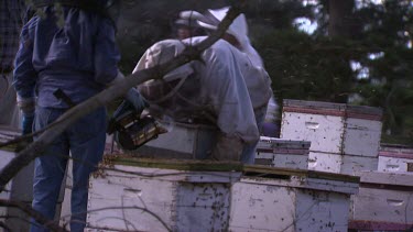 Beekeepers shaking bees. Means removing excess bees from hives or for transporting bees.