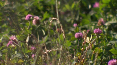 Lucerne Field pasture forage plant. Purple pink flowers.