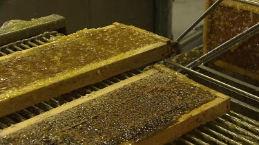 Honey factory. Removing honey from honey comb.