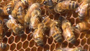 Bees on Honeycomb.
