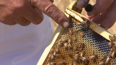 The Queen bee in the hive has been marked with pink paint. Beekeeper removes queen bee from hive and puts her in a tiny bee cage to transport her to another hive.