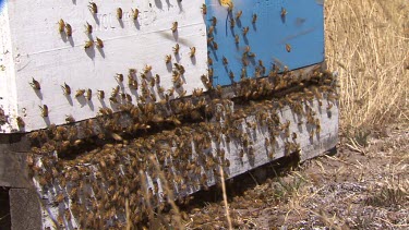 Bees swarming around entrance to hive.