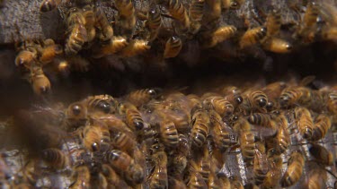 Bees swarming around entrance to hive.