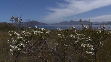 Coastal scrub and wild flowers. White flowers. Various shots.