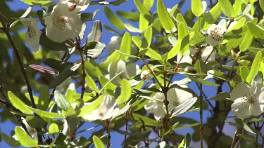 Bee on leatherwood tree blossoms. Tasmanian Leatherwood trees