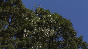 Tasmanian Leatherwood trees with white blossoms.