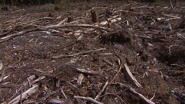 Tasmania. Logging site, see fallen trees. Various.