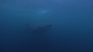 Snorkellers swimming along coral reef towards camera.