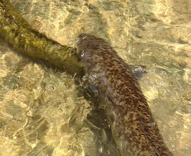 eels Papua New Guinea