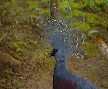 southern crowned pigeon bird
