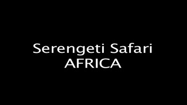 Serengeti Safari AFRICA